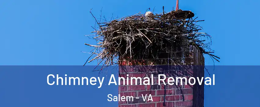 Chimney Animal Removal Salem - VA